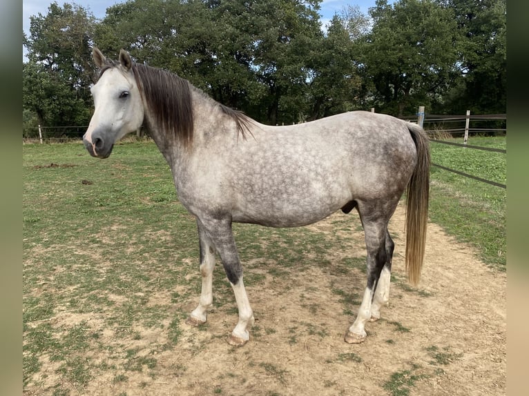 Arabisches Partbred Wallach 7 Jahre 157 cm Apfelschimmel in Peyrins
