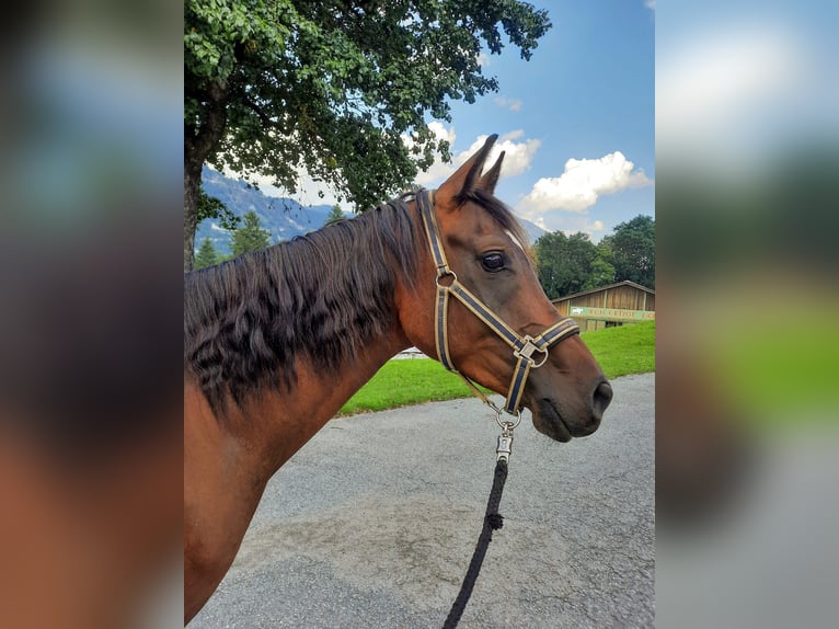 Arabisches Partbred Wallach 8 Jahre 160 cm Brauner in Gallzein