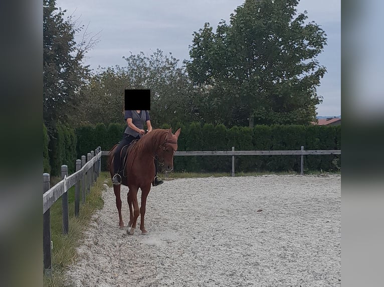 Arabisches Partbred Wallach 9 Jahre 155 cm Fuchs in Petting