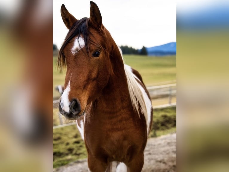 Arabisches Partbred Wallach 9 Jahre 156 cm Schecke in Nesselwang