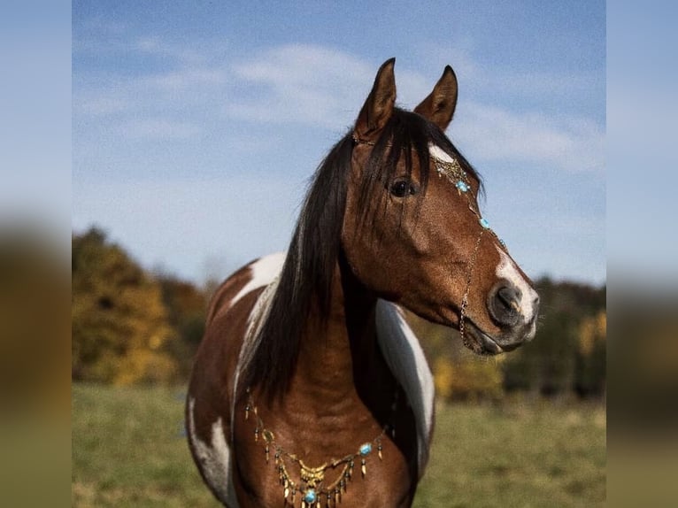 Arabisches Partbred Wallach 9 Jahre 156 cm Schecke in Nesselwang