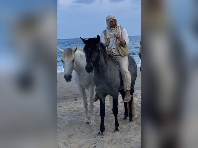 Arabisk berberhäst Hingst 4 år Kan vara vit in Hammamet