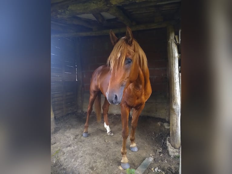 Arabisk berberhäst Hingst 5 år 160 cm fux in Carla-Bayle