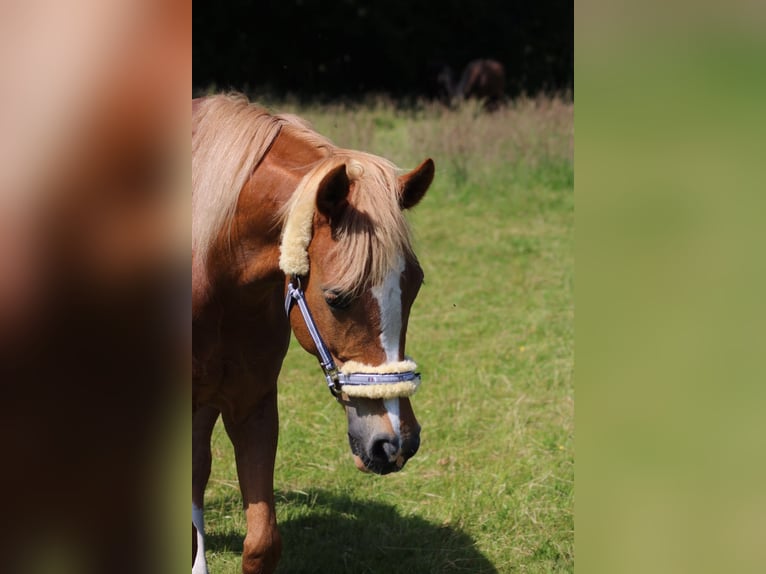 Arabisk berberhäst Blandning Sto 14 år 154 cm fux in Prisdorf