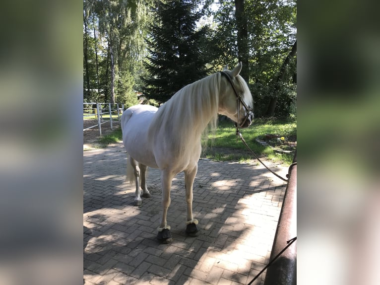 Arabisk berberhäst Blandning Sto 20 år 135 cm Grå in Schenkenhorst