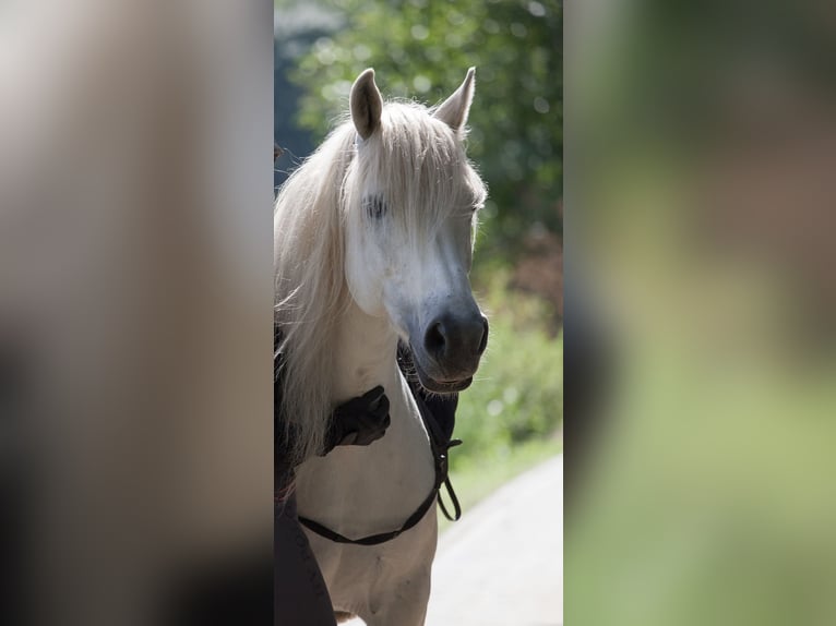 Arabisk berberhäst Blandning Sto 20 år 135 cm Grå in Schenkenhorst