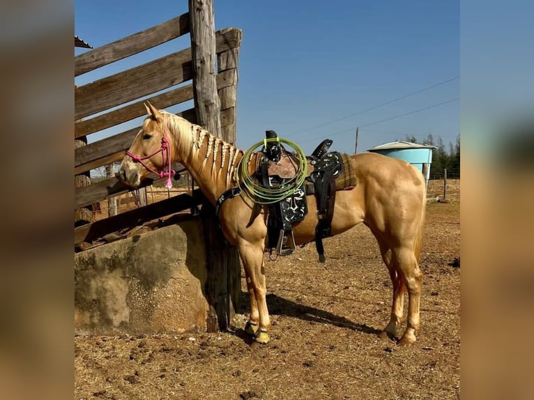 Arabisk berberhäst Sto 8 år 80 cm Svart in Verona