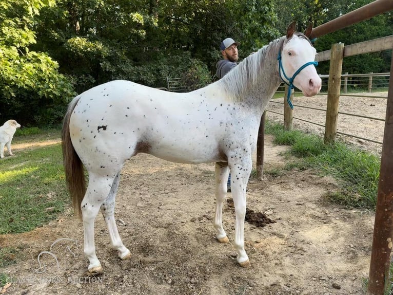 Arabisk berberhäst Valack 1 år 142 cm Leopard-Piebald in Gerald, MO