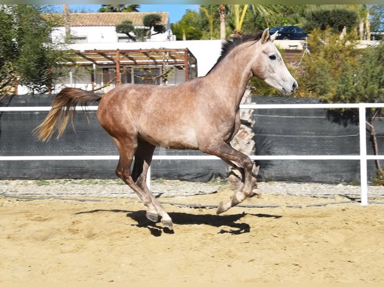 Arabisk berberhäst Valack 3 år 152 cm Grå in Provinz Malaga