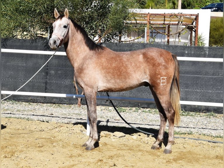 Arabisk berberhäst Valack 3 år 152 cm Grå in Provinz Malaga