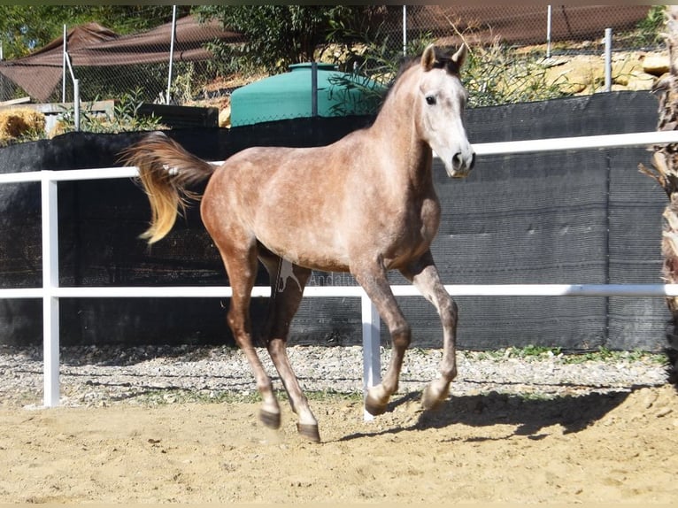 Arabisk berberhäst Valack 3 år 152 cm Grå in Provinz Malaga