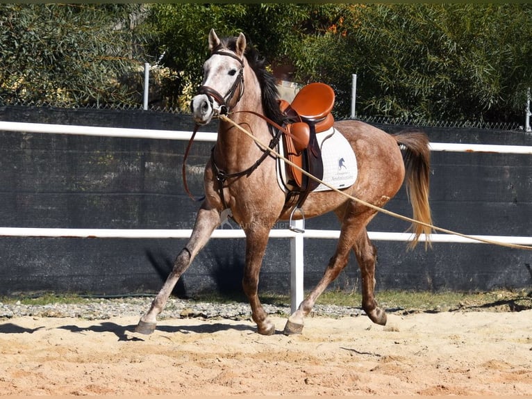 Arabisk berberhäst Valack 4 år 155 cm Grå in Provinz Malaga