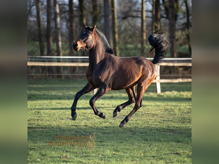 Arabisk berberhäst Valack 5 år 148 cm Brun in Traventhal