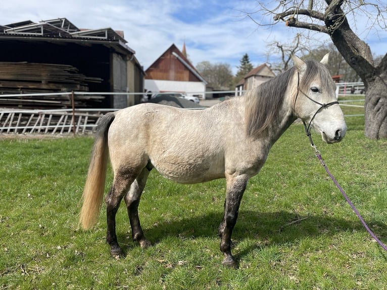 Arabisk berberhäst Blandning Valack 7 år 140 cm Gråskimmel in Dietenhofen