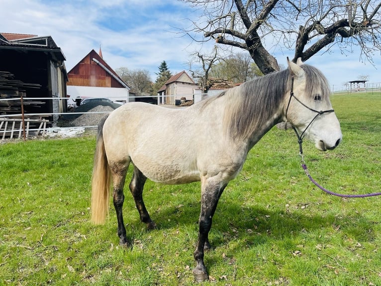 Arabisk berberhäst Blandning Valack 7 år 140 cm Gråskimmel in Dietenhofen