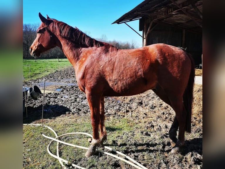 Arabisk berberhäst Valack 9 år 154 cm fux in Saint gaudens