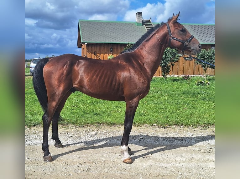 Arabiskt fullblod Hingst 10 år 150 cm in Tallinn