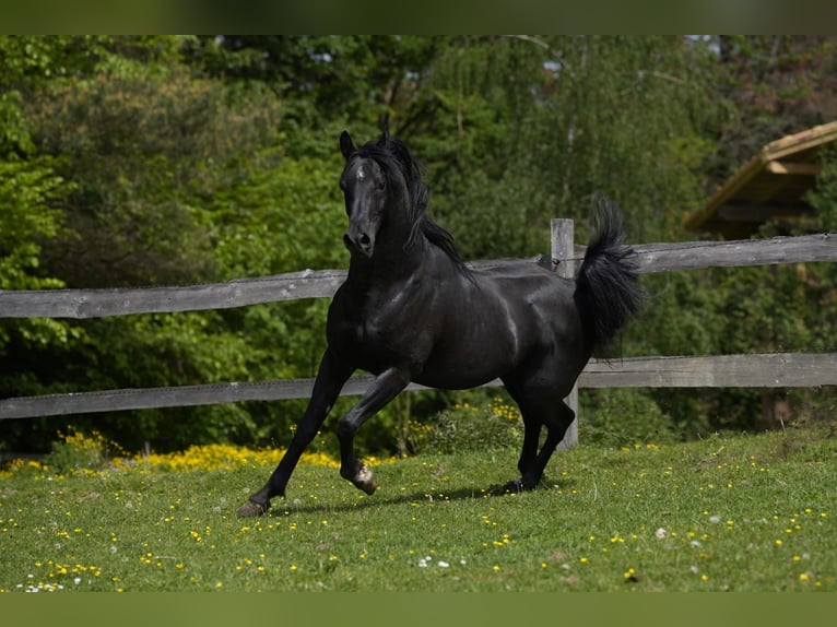 Arabiskt fullblod Hingst 11 år 154 cm Svart in Simbach am Inn