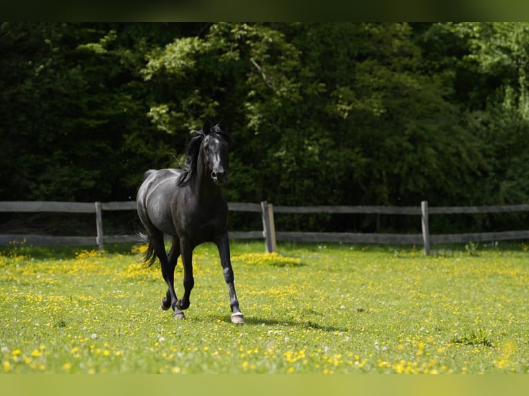 Arabiskt fullblod Hingst 11 år 154 cm Svart in Simbach am Inn