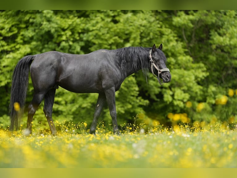 Arabiskt fullblod Hingst 11 år 154 cm Svart in Simbach am Inn