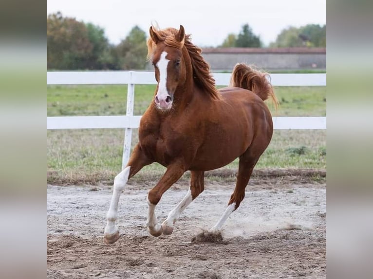 Arabiskt fullblod Hingst 11 år 156 cm fux in Hochborn