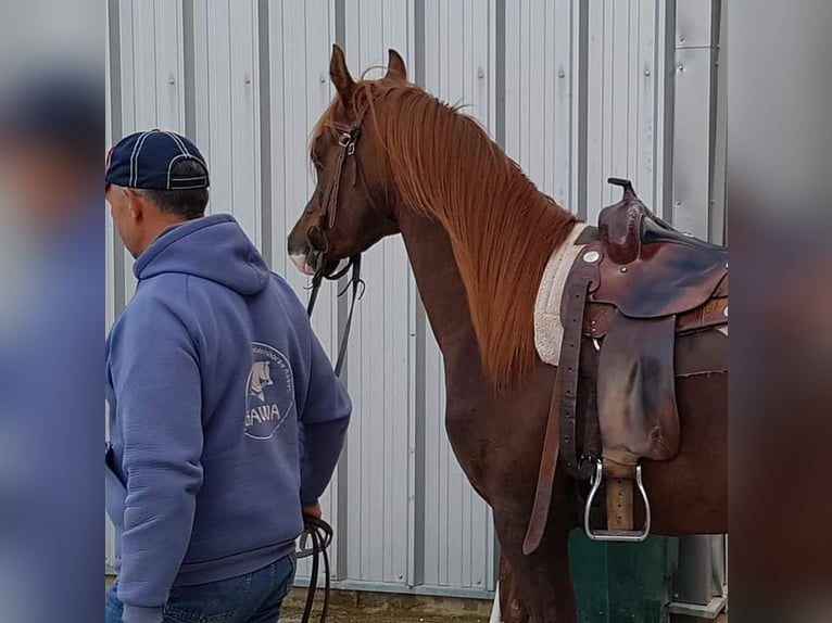 Arabiskt fullblod Hingst 11 år 156 cm fux in Hochborn