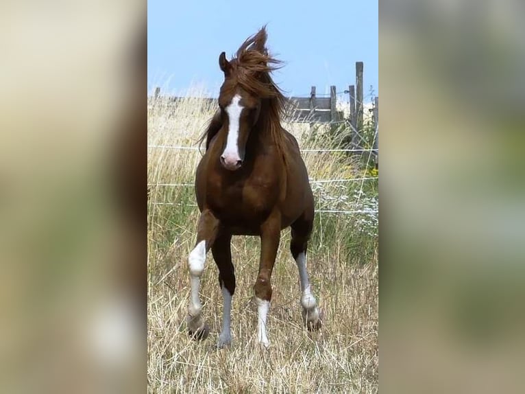 Arabiskt fullblod Hingst 11 år 156 cm fux in Hochborn