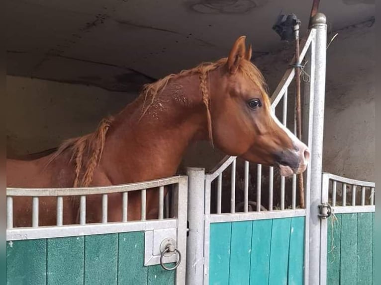 Arabiskt fullblod Hingst 11 år 156 cm fux in Hochborn