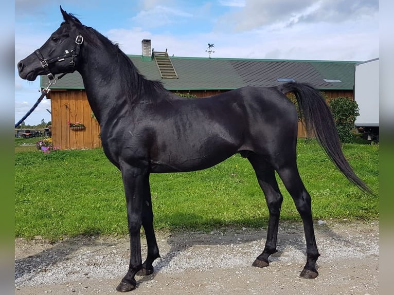 Arabiskt fullblod Hingst 12 år 150 cm Svart in Tallinn