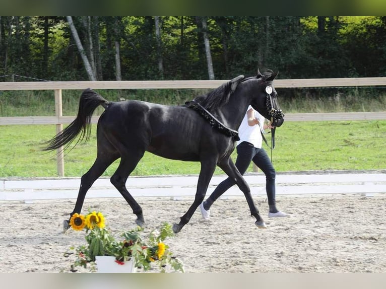 Arabiskt fullblod Hingst 12 år 150 cm Svart in Tallinn