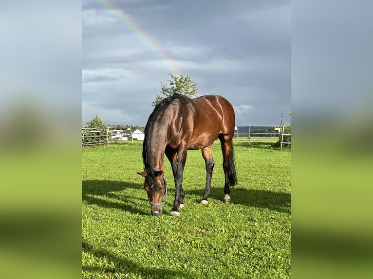 Arabiskt fullblod Hingst 15 år 150 cm Brun in Ulm