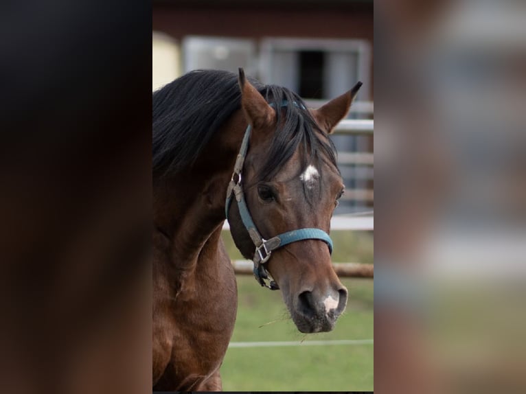 Arabiskt fullblod Hingst 15 år 150 cm Brun in Ulm