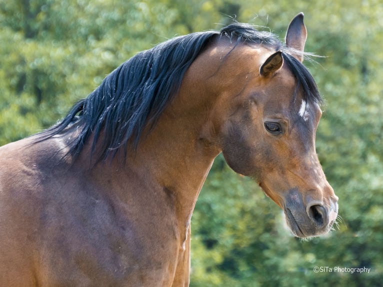 Arabiskt fullblod Hingst 15 år 150 cm Brun in Ulm