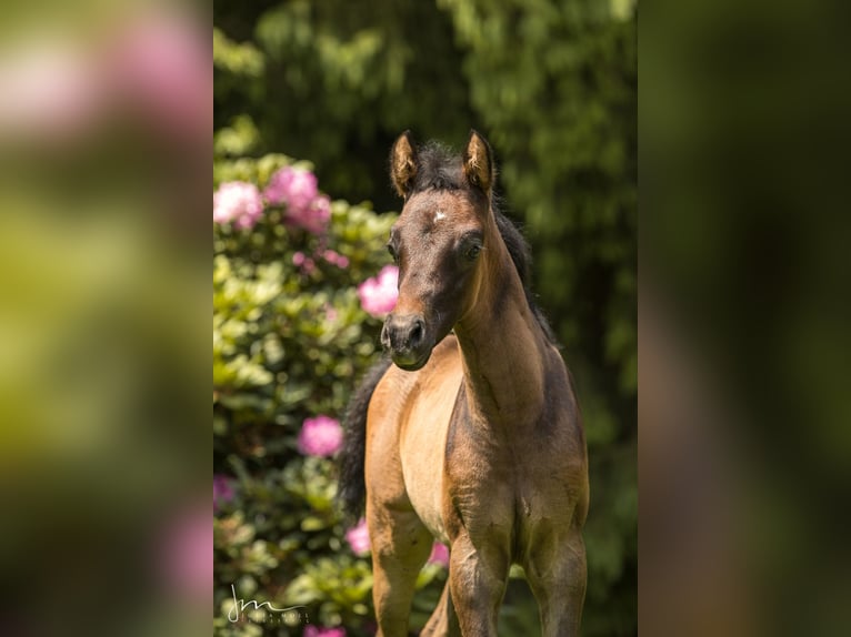 Arabiskt fullblod Hingst 1 år 134 cm Grå-flugskimmel in Söll