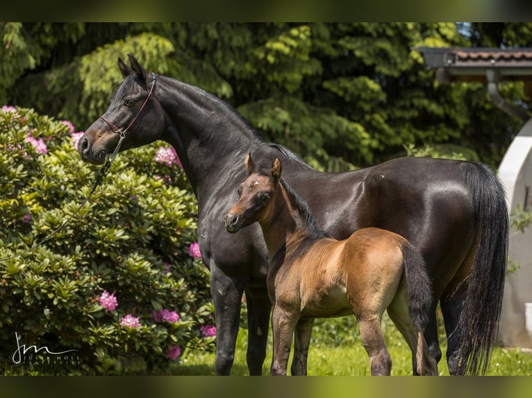 Arabiskt fullblod Hingst 1 år 134 cm Grå-flugskimmel in Söll