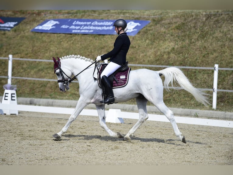 Arabiskt fullblod Hingst 1 år 134 cm Grå-flugskimmel in Söll