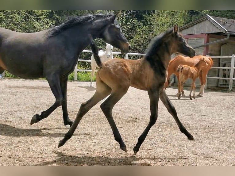 Arabiskt fullblod Hingst 1 år 134 cm Grå-flugskimmel in Söll