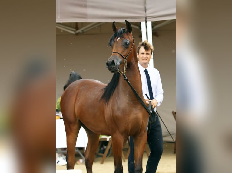 Arabiskt fullblod Hingst 1 år 140 cm Brun in Vilassar De Mar