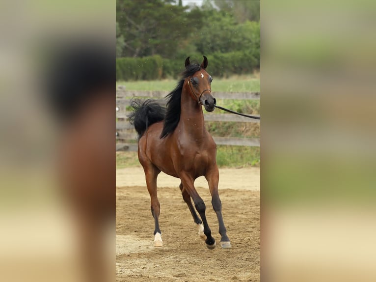 Arabiskt fullblod Hingst 1 år 140 cm Brun in Vilassar De Mar