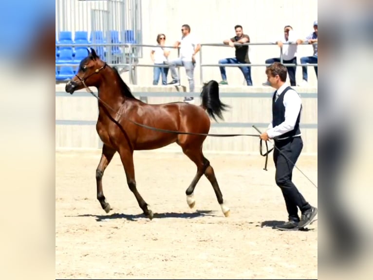 Arabiskt fullblod Hingst 1 år 140 cm Brun in Vilassar De Mar