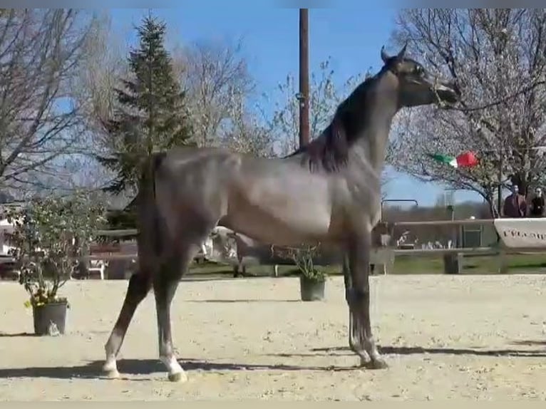 Arabiskt fullblod Hingst 1 år 141 cm Grå-röd-brun in Algaida