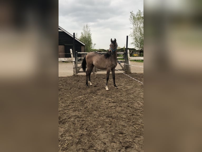 Arabiskt fullblod Hingst 1 år 145 cm Vit in Hardinxveld-Giessendam