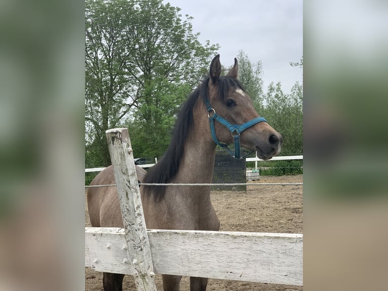 Arabiskt fullblod Hingst 1 år 145 cm Vit in Hardinxveld-Giessendam