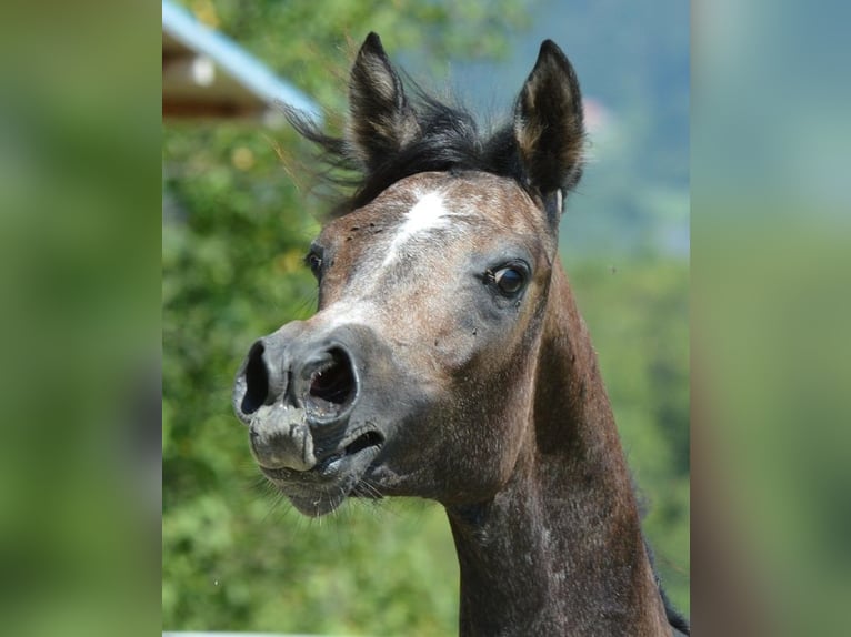 Arabiskt fullblod Hingst 1 år 147 cm Grå in Koprivnica