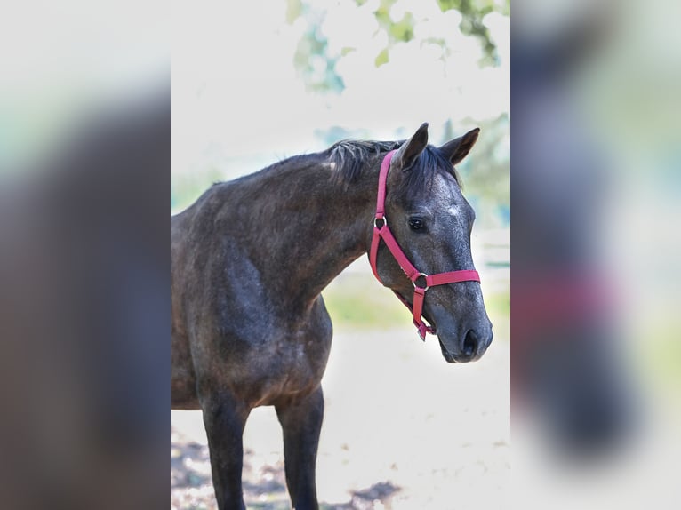 Arabiskt fullblod Hingst 1 år 148 cm Grå in Jovariškės