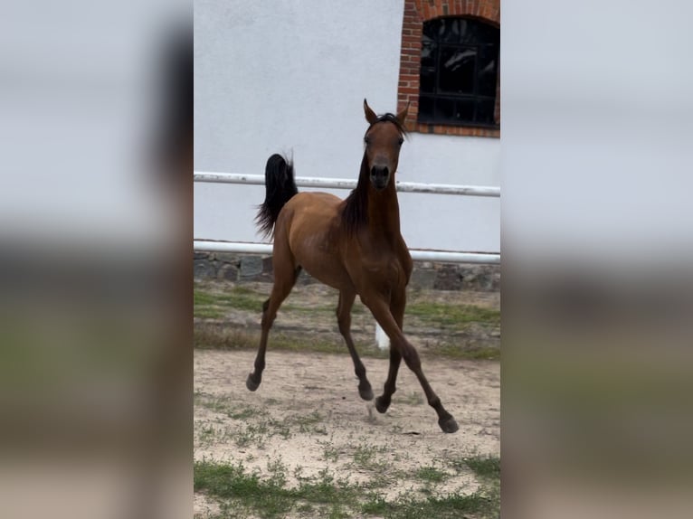 Arabiskt fullblod Hingst 1 år 150 cm Brun in Steszew