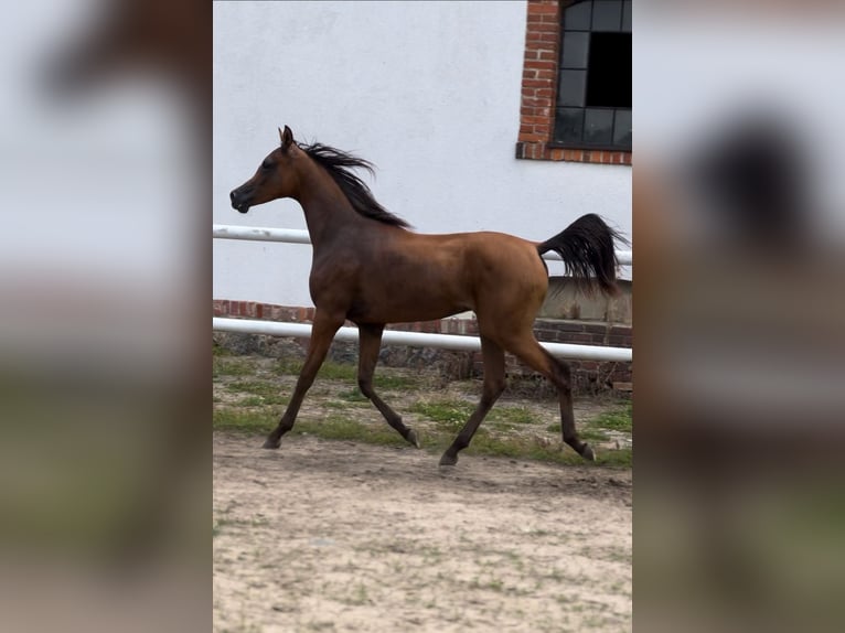 Arabiskt fullblod Hingst 1 år 150 cm Brun in Steszew