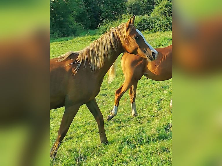 Arabiskt fullblod Hingst 1 år 150 cm fux in Kassel