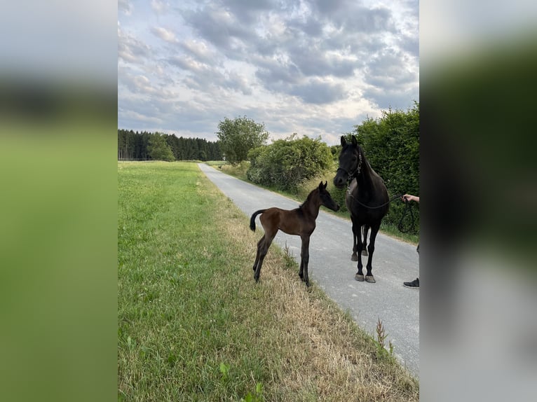 Arabiskt fullblod Hingst 1 år 152 cm Grå-mörk-brun in Wain