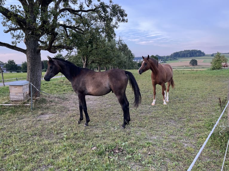 Arabiskt fullblod Hingst 1 år 152 cm Grå-mörk-brun in Wain